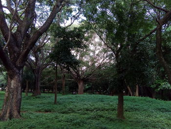 Trees on grassy field