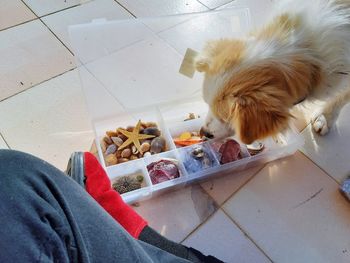 High angle view of cat eating food on floor