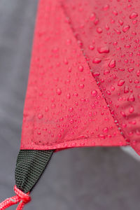 Close-up of wet pink during monsoon