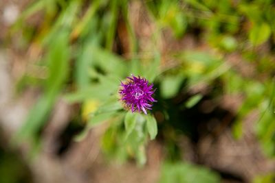 Close-up of flower against blurred background