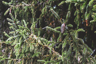 Close-up of a lizard on a tree