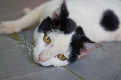 Close-up portrait of a cat