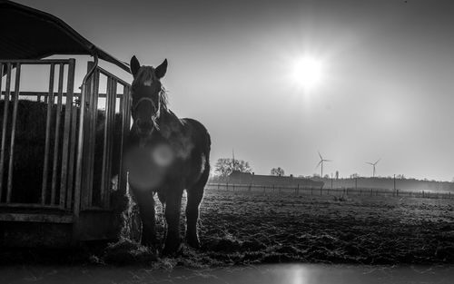 View of horse on field against sky