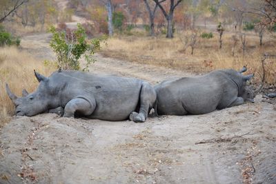 Rhino relaxing on field