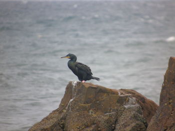 Bird perching on rock by sea