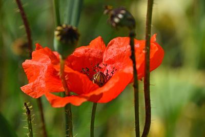 Close-up of red poppy flower