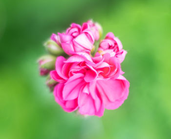 Close-up of pink flower