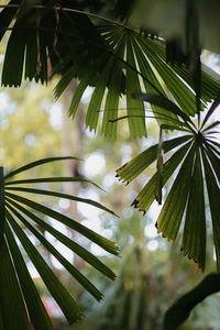 Low angle view of palm tree
