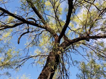 Low angle view of tree against blue sky