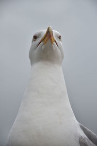 Close-up of seagull