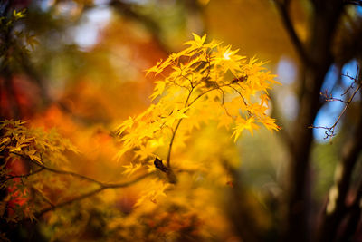 Colors of autumn