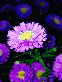 Close-up of pink flower