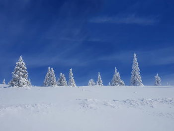 Winter scene with snowy pines and blue sky