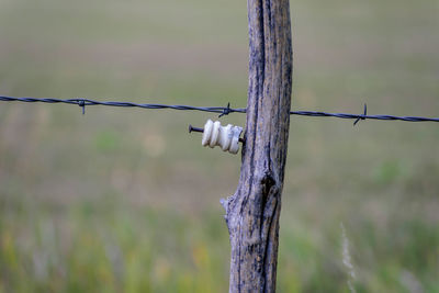 Close-up of barbed wire