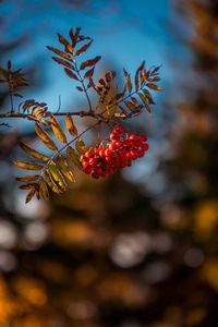 Close-up of red flowering plant