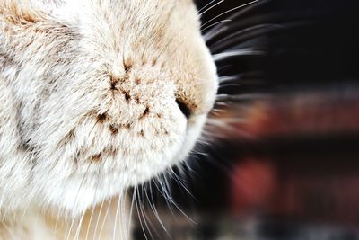 Close-up of a rabbit 