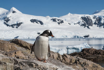 Penguins on snowcapped mountain