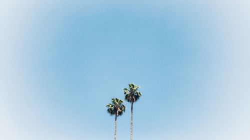 Low angle view of flowering plant against blue sky