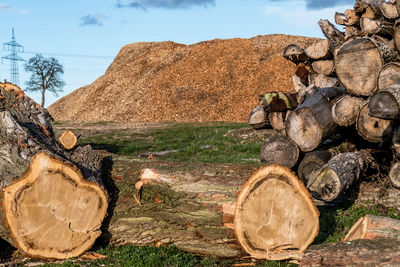 Stack of logs on field in forest