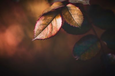 Close-up of autumn leaf