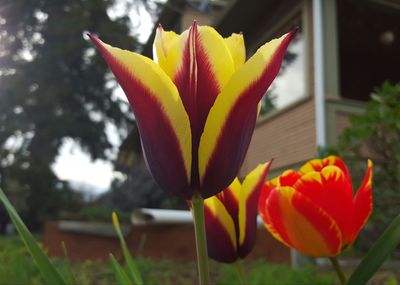 Close-up of red flowers