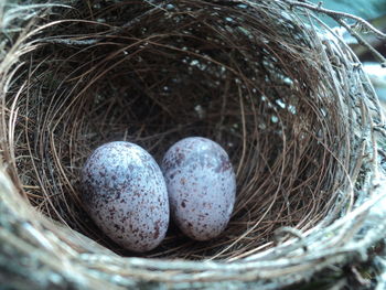 Close-up of eggs in nest