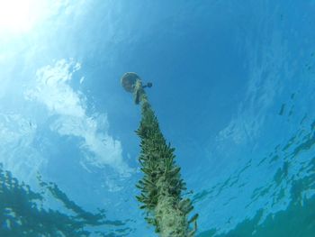 Low angle view of coral on mooring line undersea