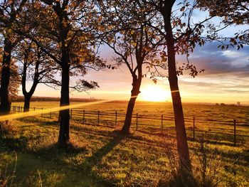 Trees on field against sky during sunset