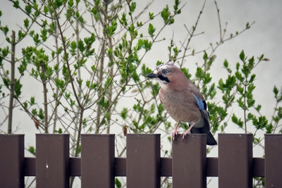 Bird perching on a fence