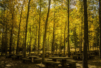 Trees in forest against sky