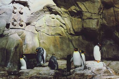 View of penguins on rocks