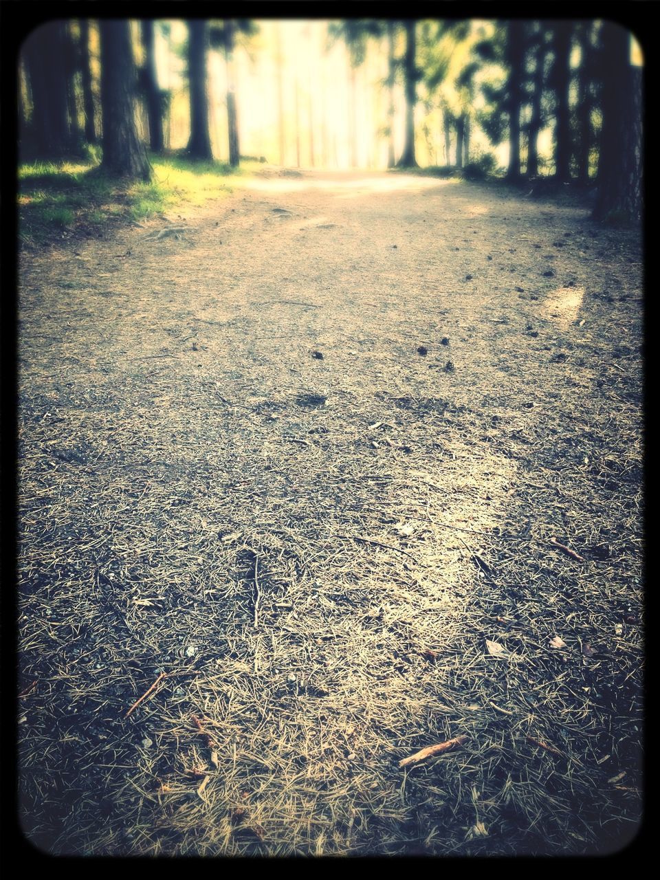 transfer print, auto post production filter, surface level, asphalt, road, the way forward, tree, selective focus, street, transportation, diminishing perspective, textured, day, no people, nature, outdoors, tranquility, sunlight, close-up, forest