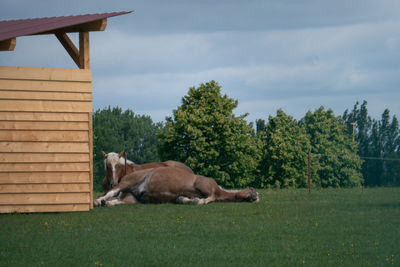 Horse relaxing on field against sky