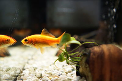 Close-up of orange fish swimming in tank