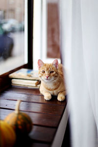 Cat relaxing by window