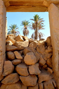 Low angle view of palm trees and rocks