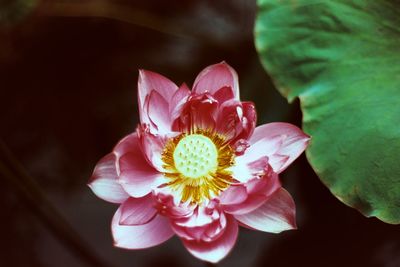 Close-up of pink flowering plant