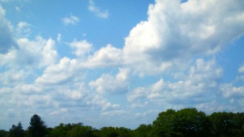 Low angle view of trees against sky