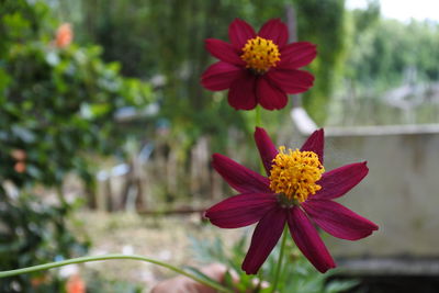 Close-up of red flower