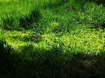 High angle view of grass growing on field