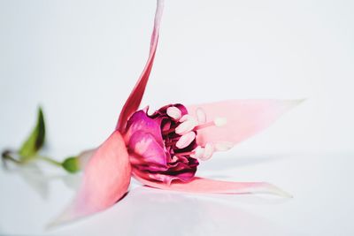 Close-up of pink flower over white background