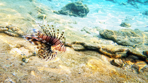 Close-up of turtle in sea