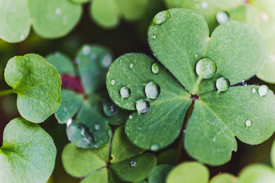 Close-up of raindrops on leaves