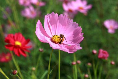 Close-up of bee on pink cosmos flower blooming outdoors