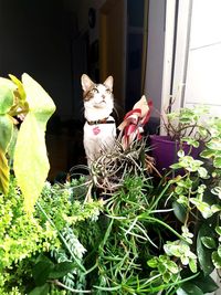 Cat sitting in a plant