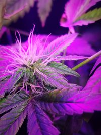 Close-up of purple flowering plant