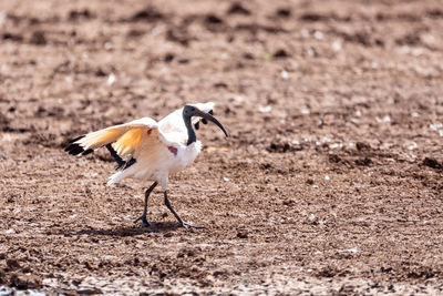 Side view of a bird on field