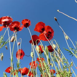 Low angle view of red poppies blooming against sky