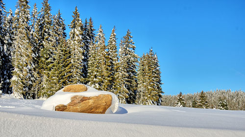 Snow covered pine tree against sky during winter