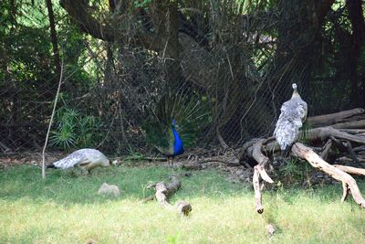 Birds in park